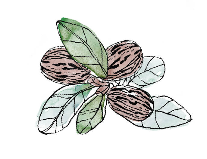 Illutration noix de karitÃ© Burkina Faso - beurre de karitÃ© brut